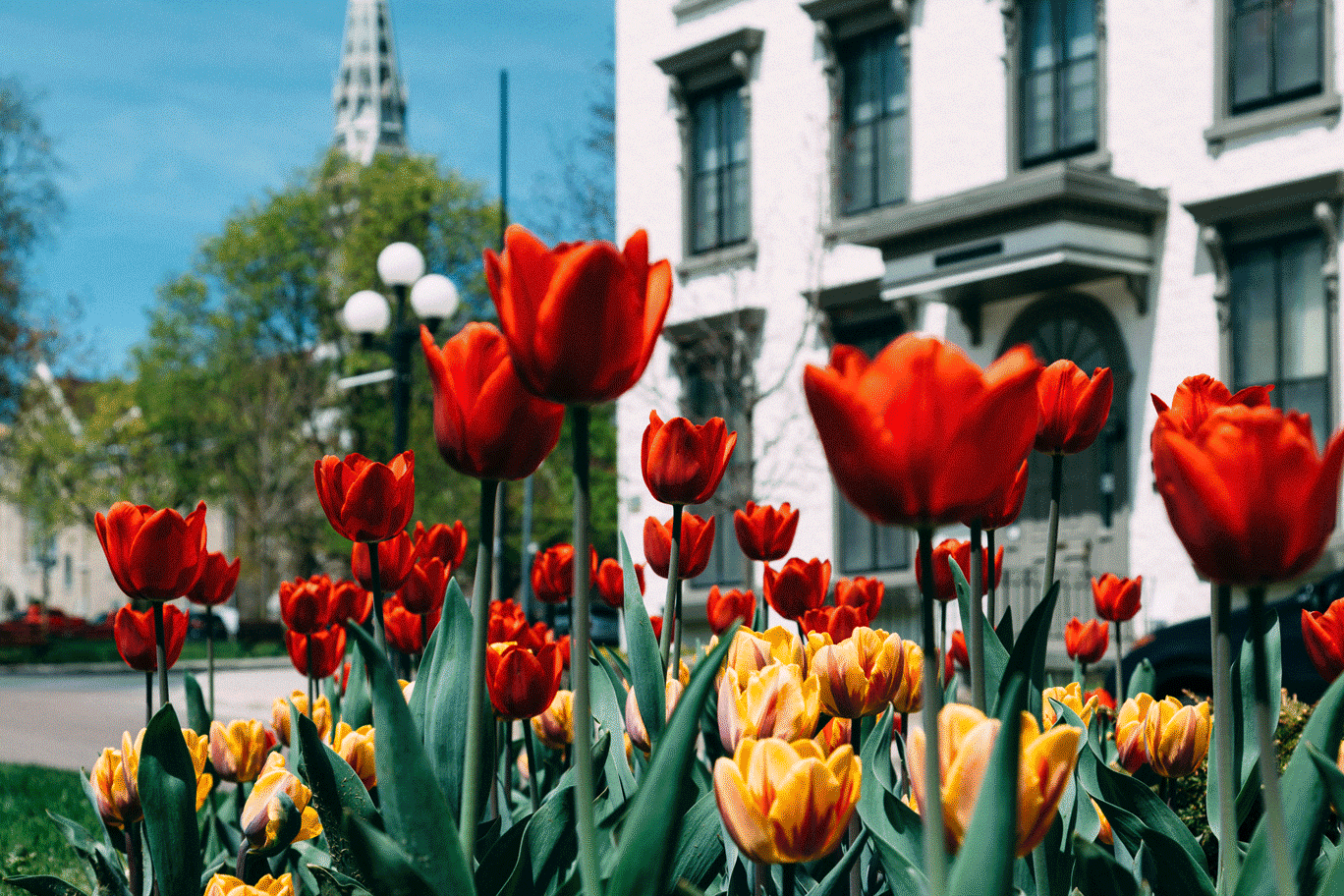 Tulips pictured on courthouse avenue